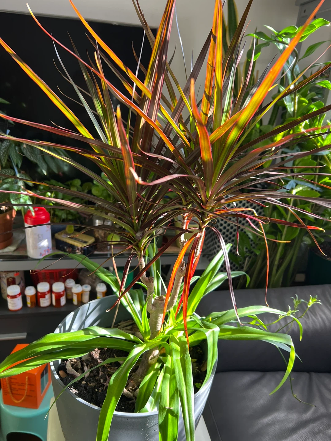Dracaena Marginata with spider plant - photo 3