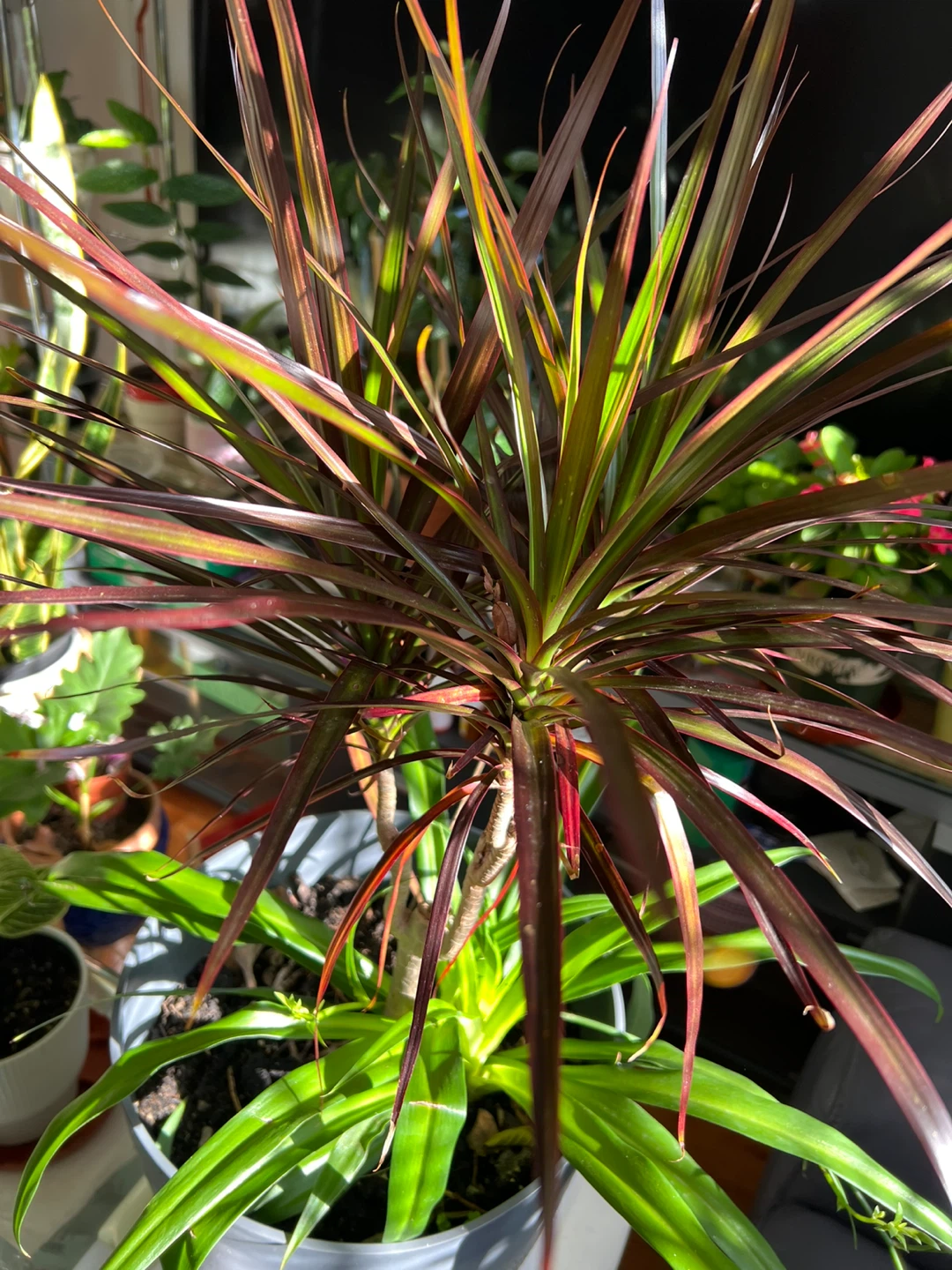 Dracaena Marginata with spider plant - photo 2