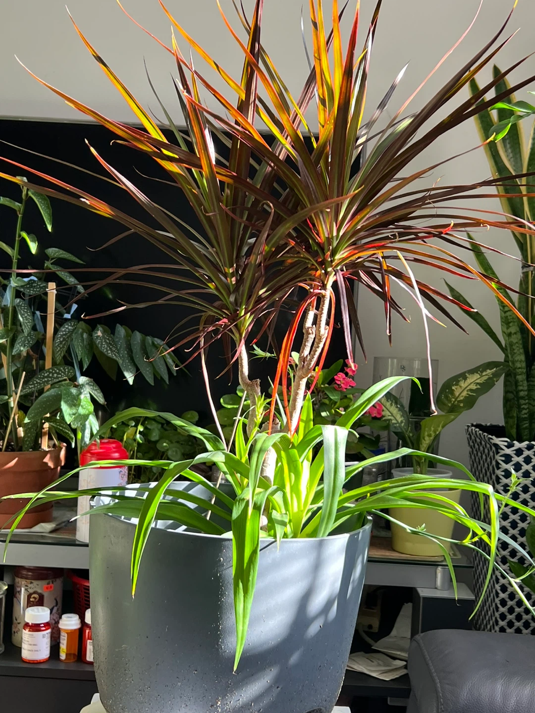 Dracaena Marginata with spider plant