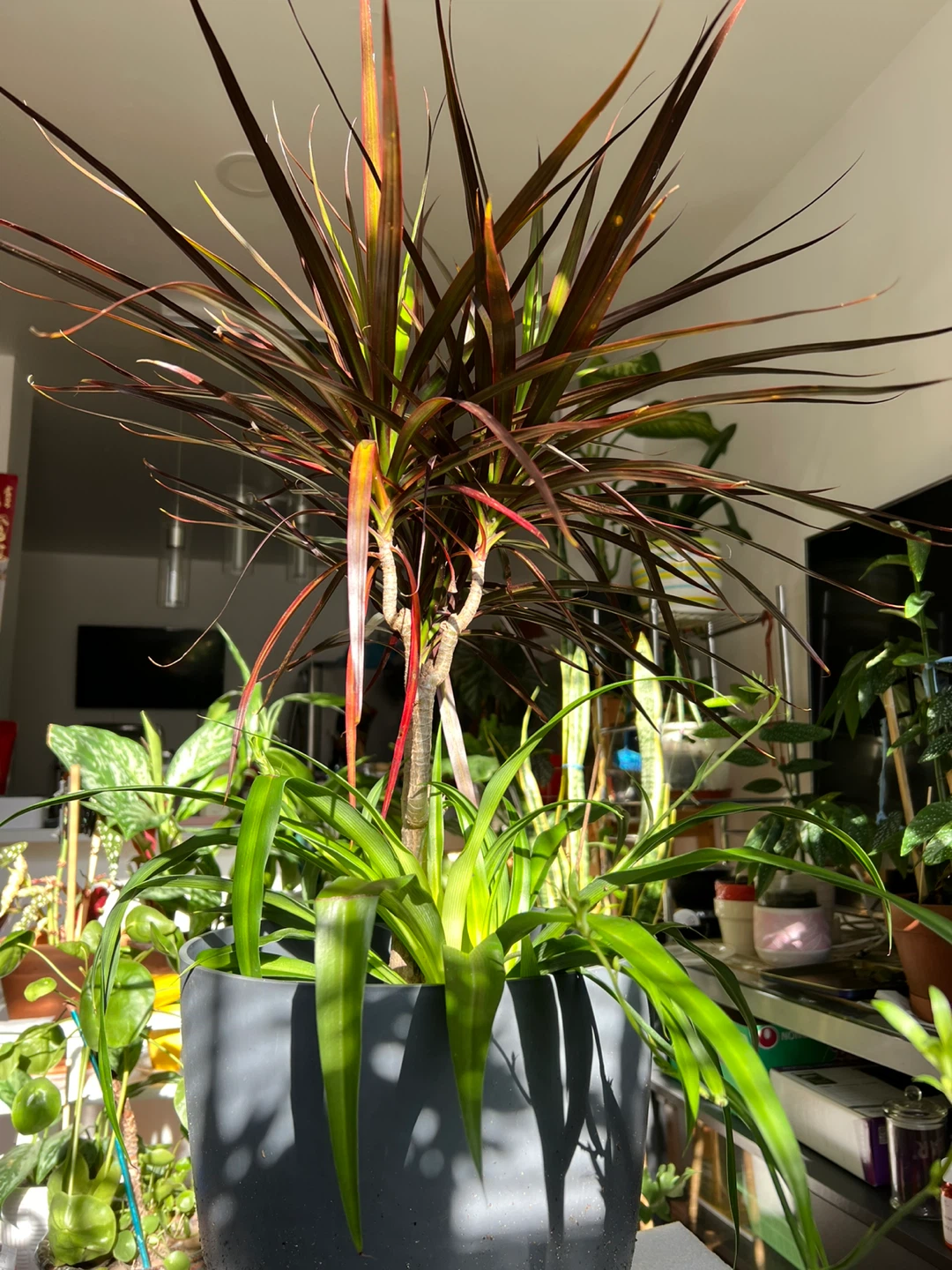 Dracaena Marginata with spider plant - photo 4