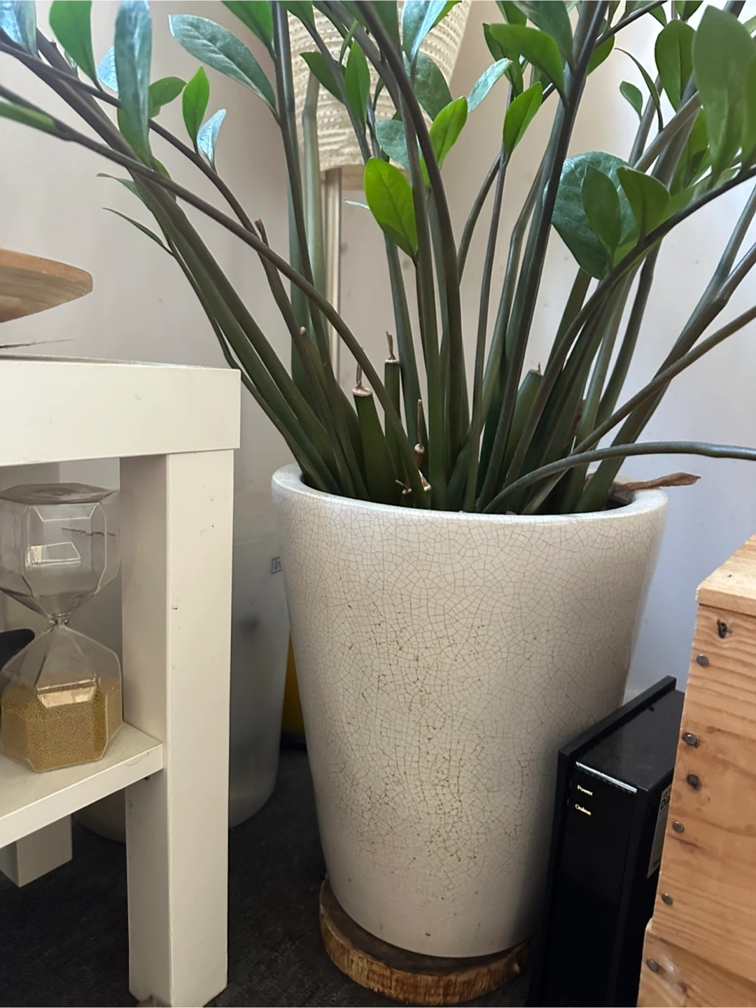 ZZ Plant in White Ceramic Pot - photo 3