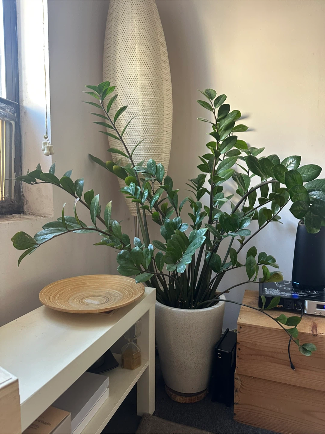 ZZ Plant in White Ceramic Pot