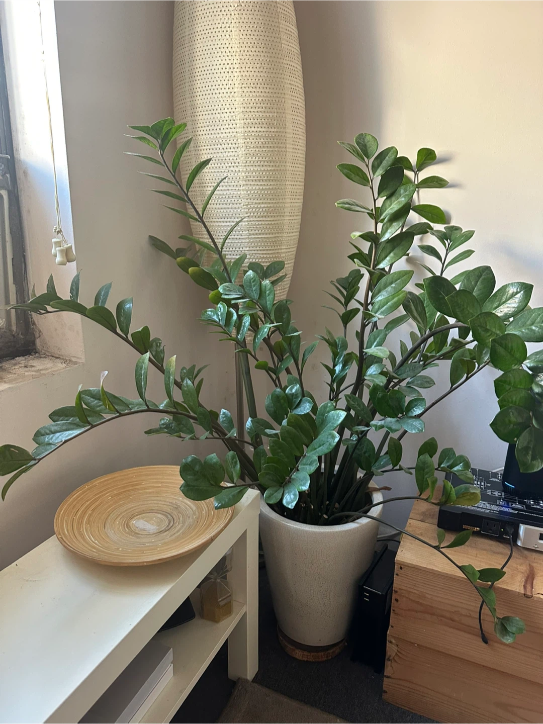 ZZ Plant in White Ceramic Pot - photo 2