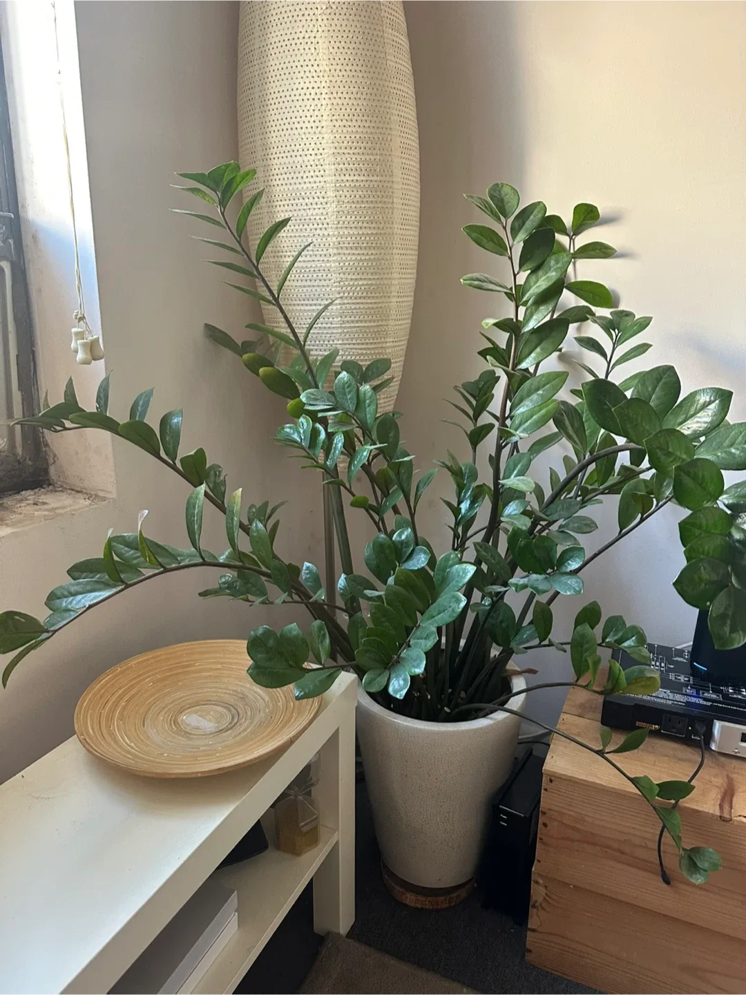 ZZ Plant in White Ceramic Pot image indicator(2)