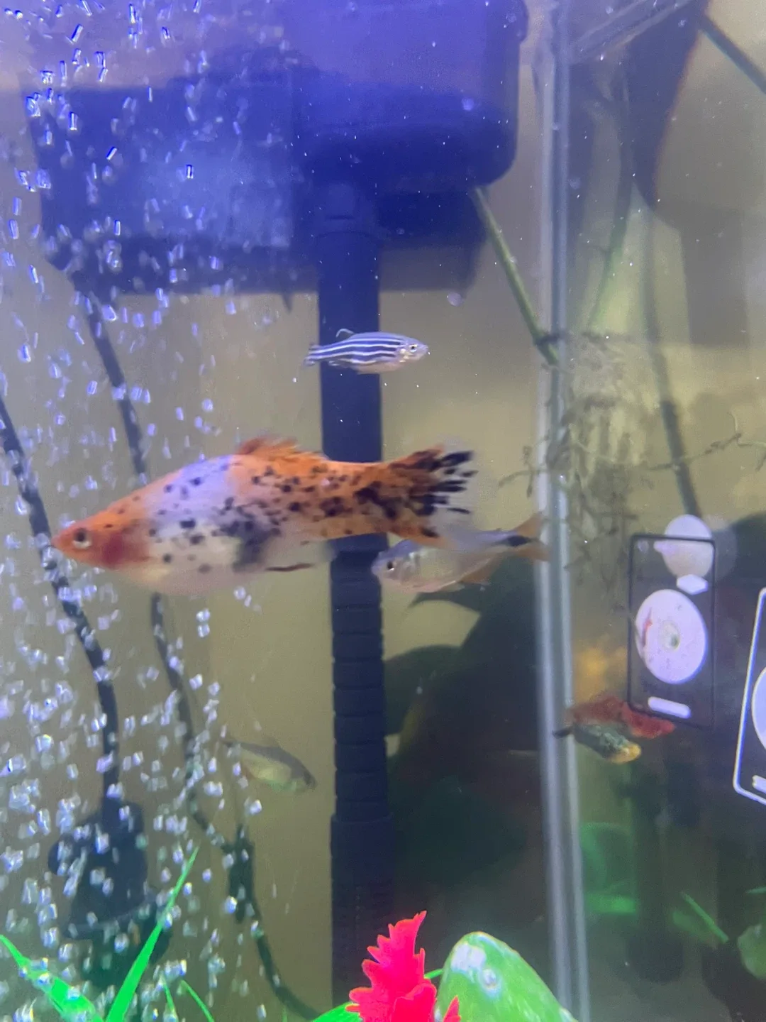 Mickey Mouse platy/swordtail image indicator(6)