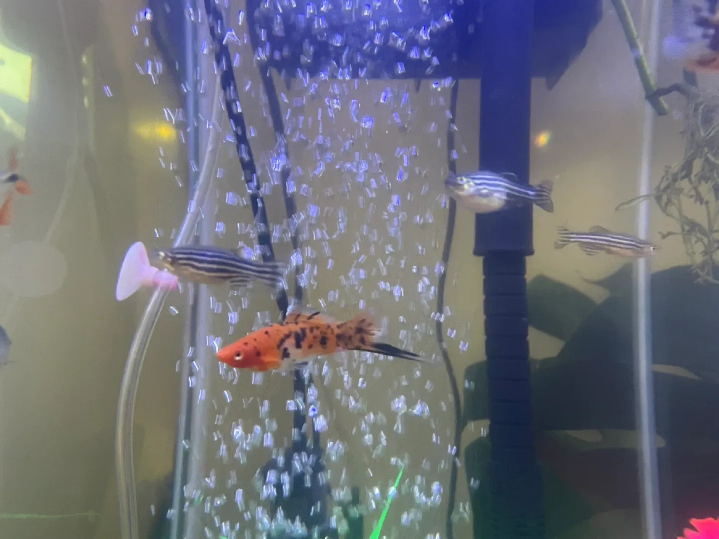 Mickey Mouse platy/swordtail image indicator(5)