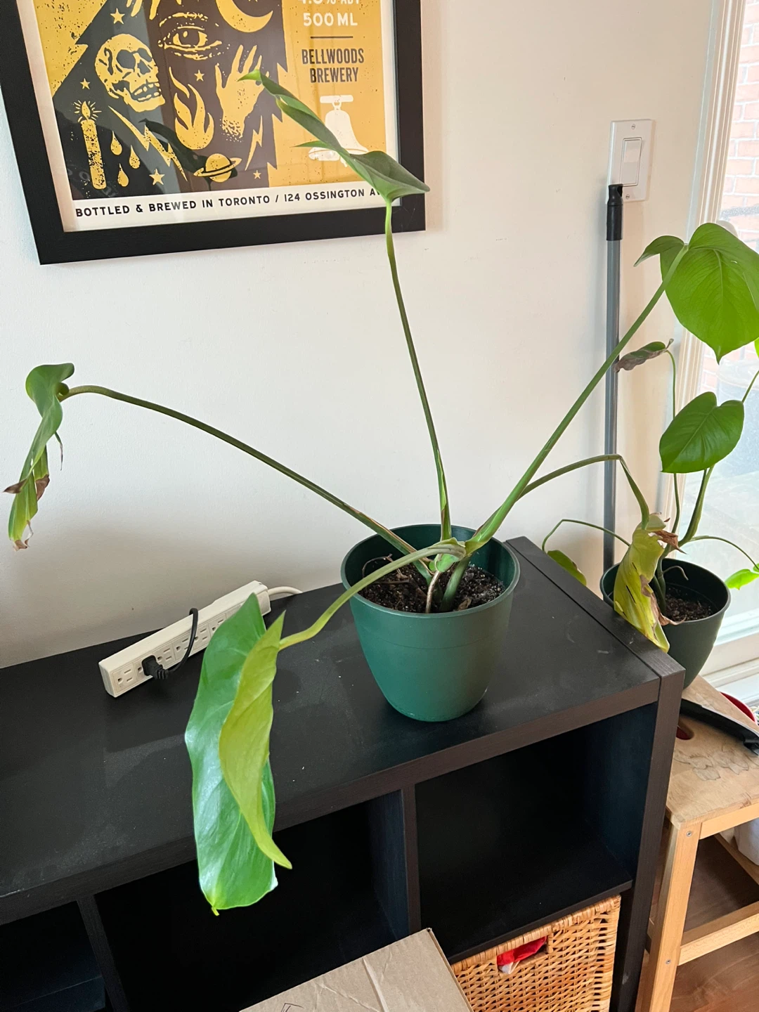 Monstera Plant in Green Pot - photo 2