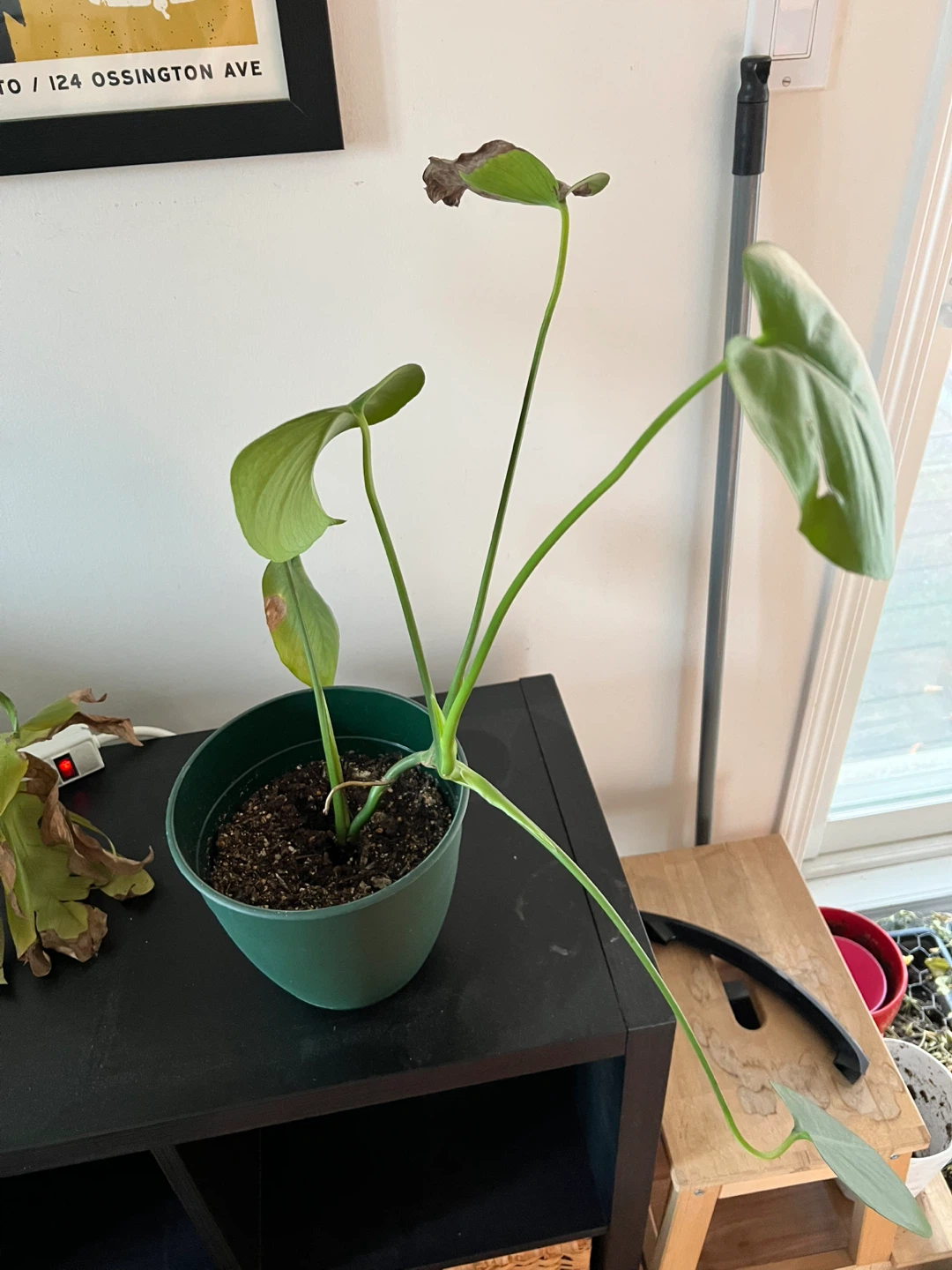 Monstera Plant in Green Pot - photo 4