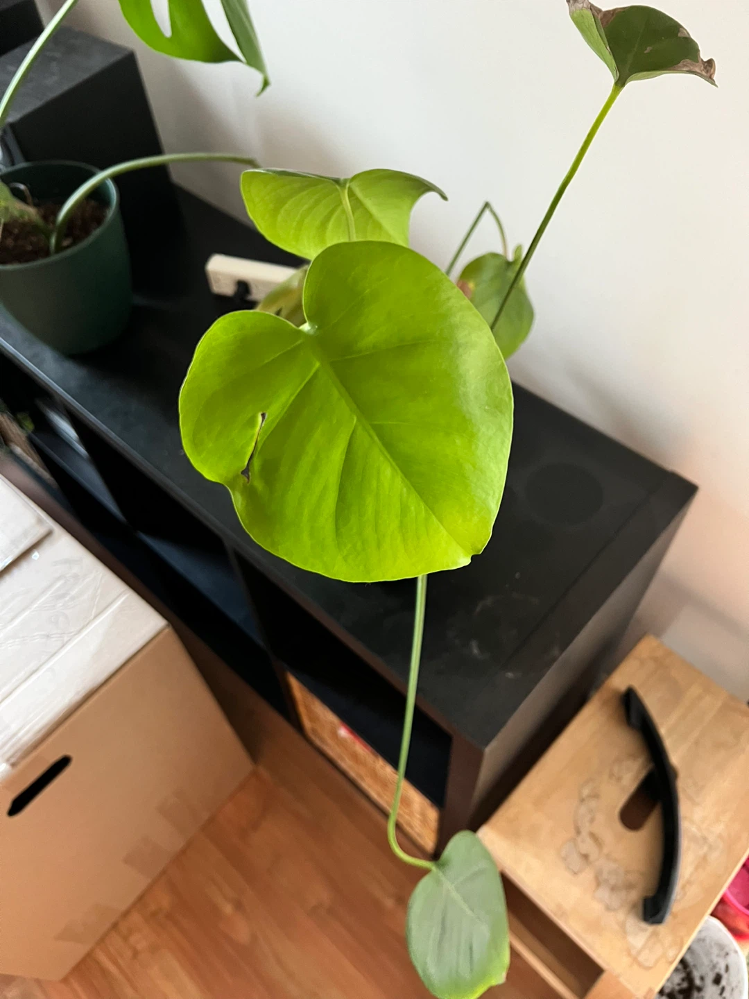 Monstera Plant in Green Pot - photo 3