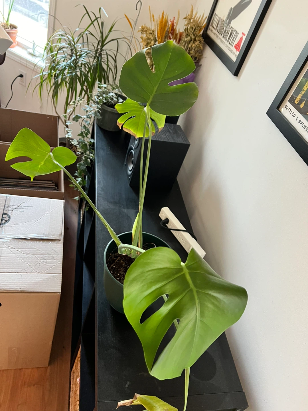 Monstera Plant in Green Pot