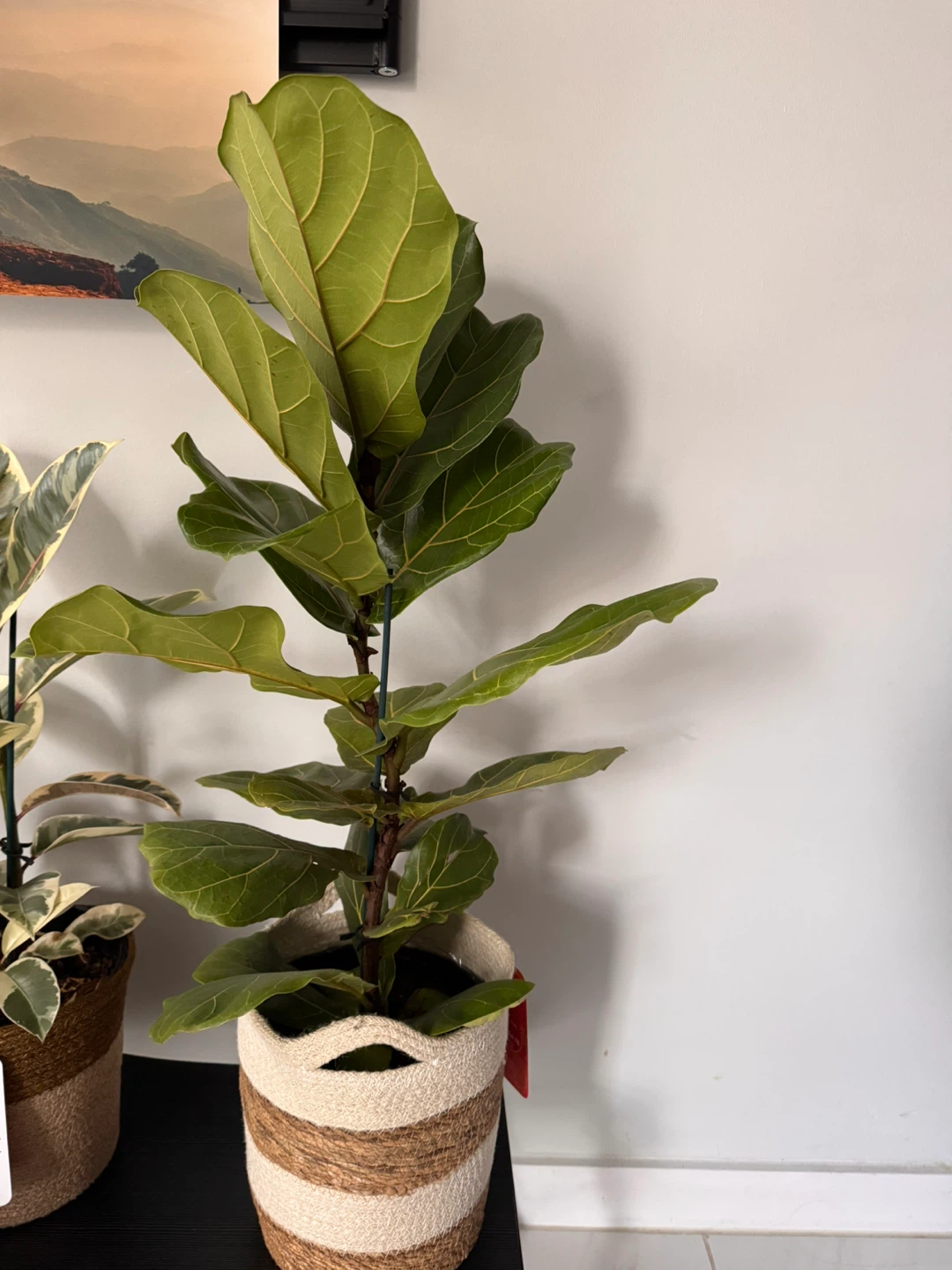 Fiddle Leaf Fig Tree in Basket - photo 2
