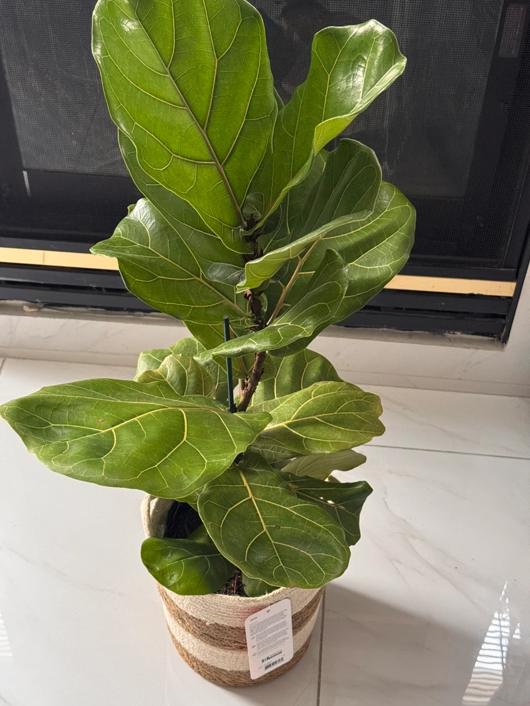 Fiddle Leaf Fig Tree in Basket