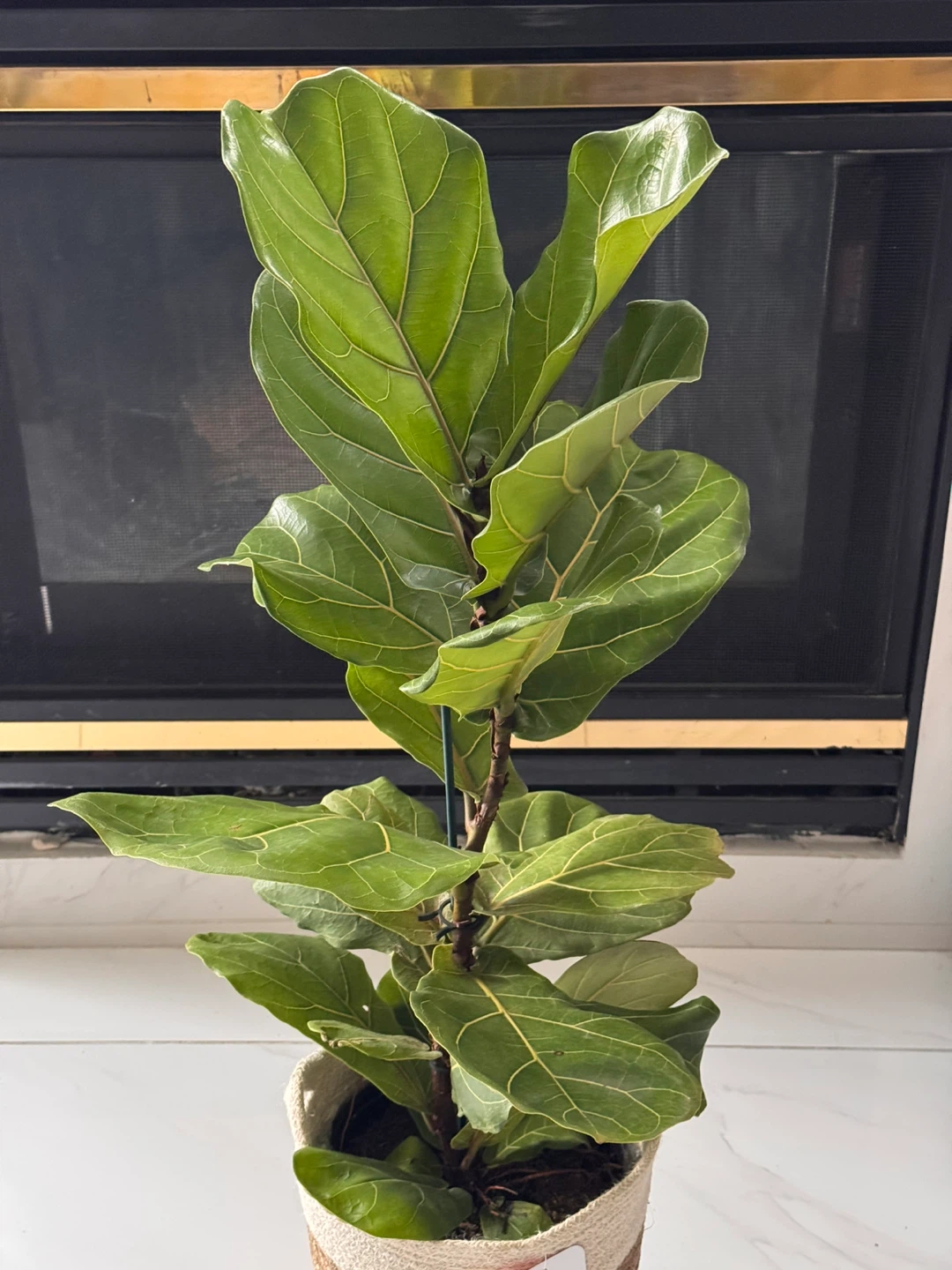 Fiddle Leaf Fig Tree in Basket - photo 3