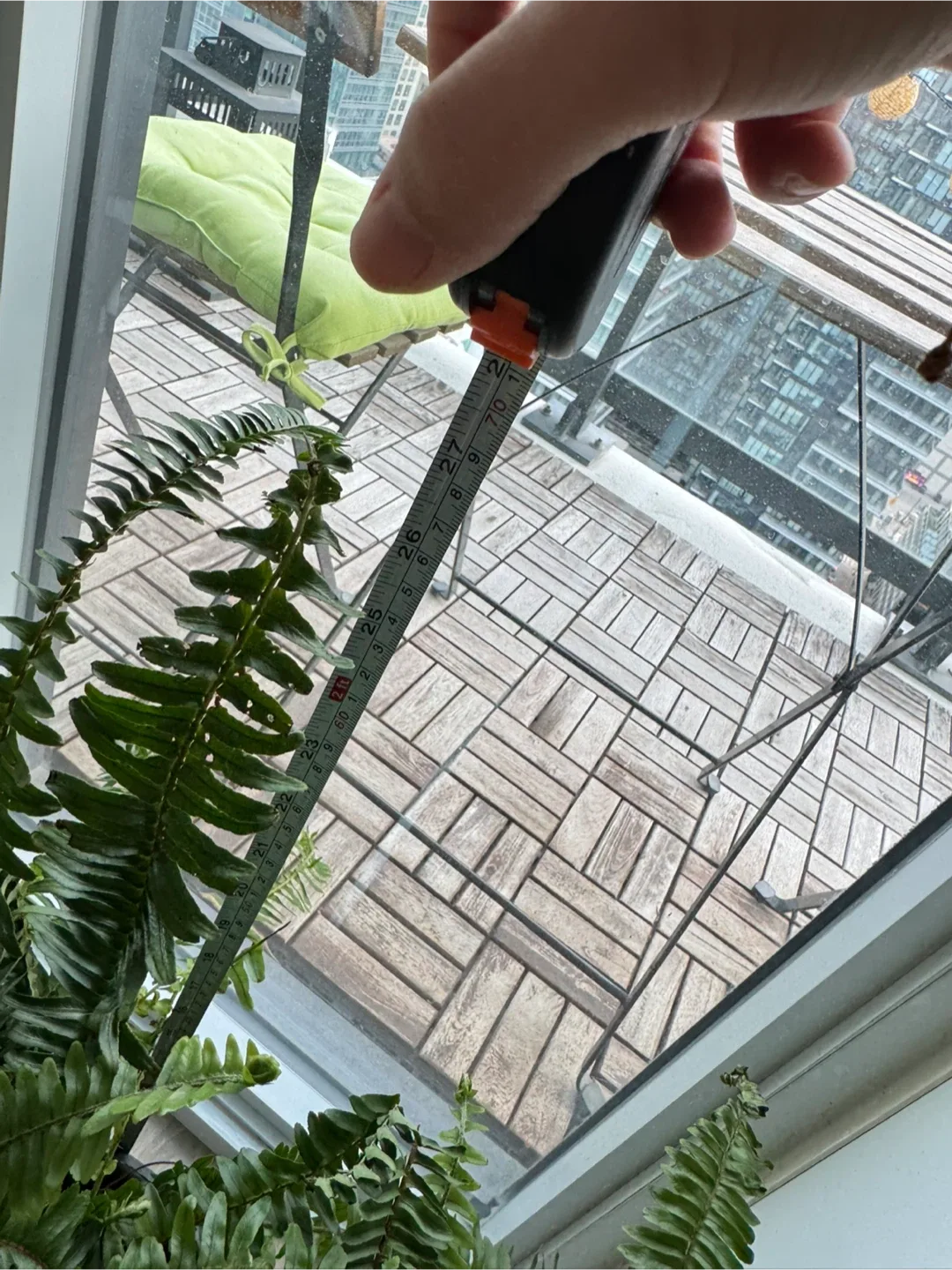 Boston Fern Plant image indicator(2)