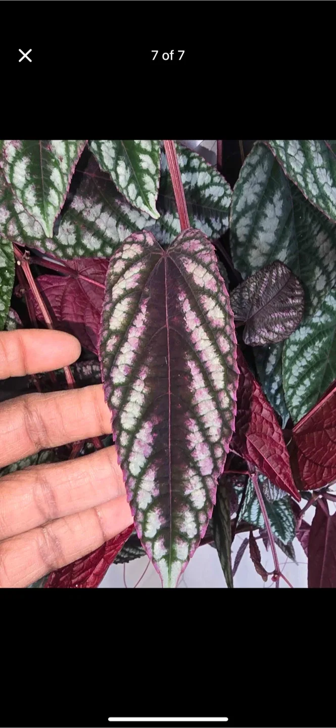 Hanging Plant image indicator(2)