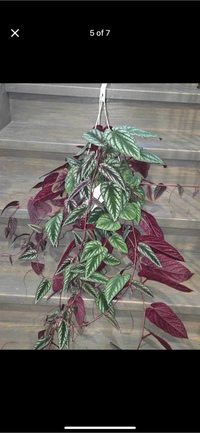 Hanging Plant