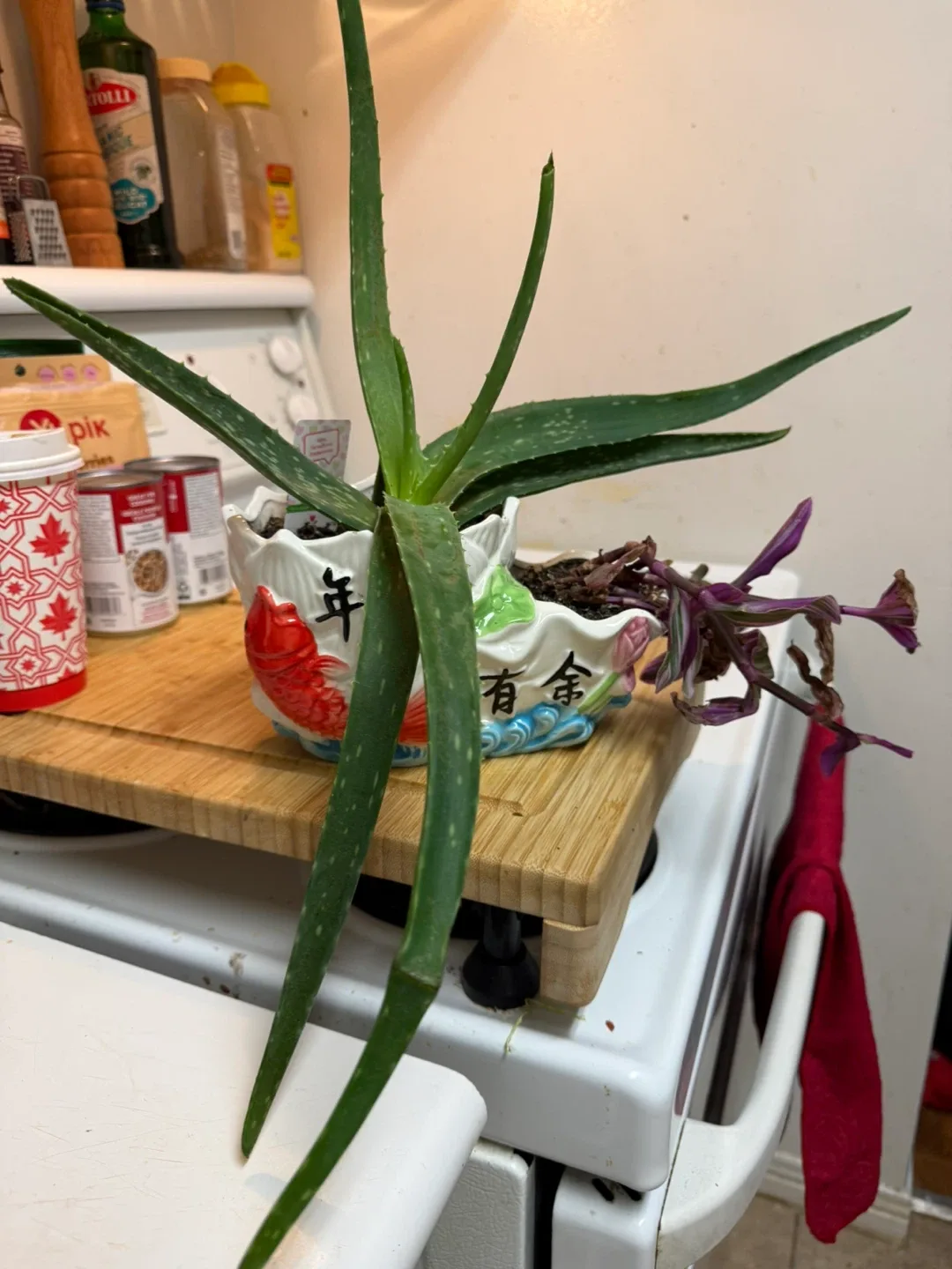 Aloe Vera Plant