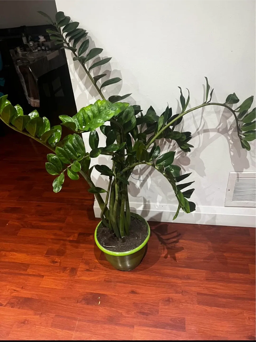 ZZ Plant image indicator(2)