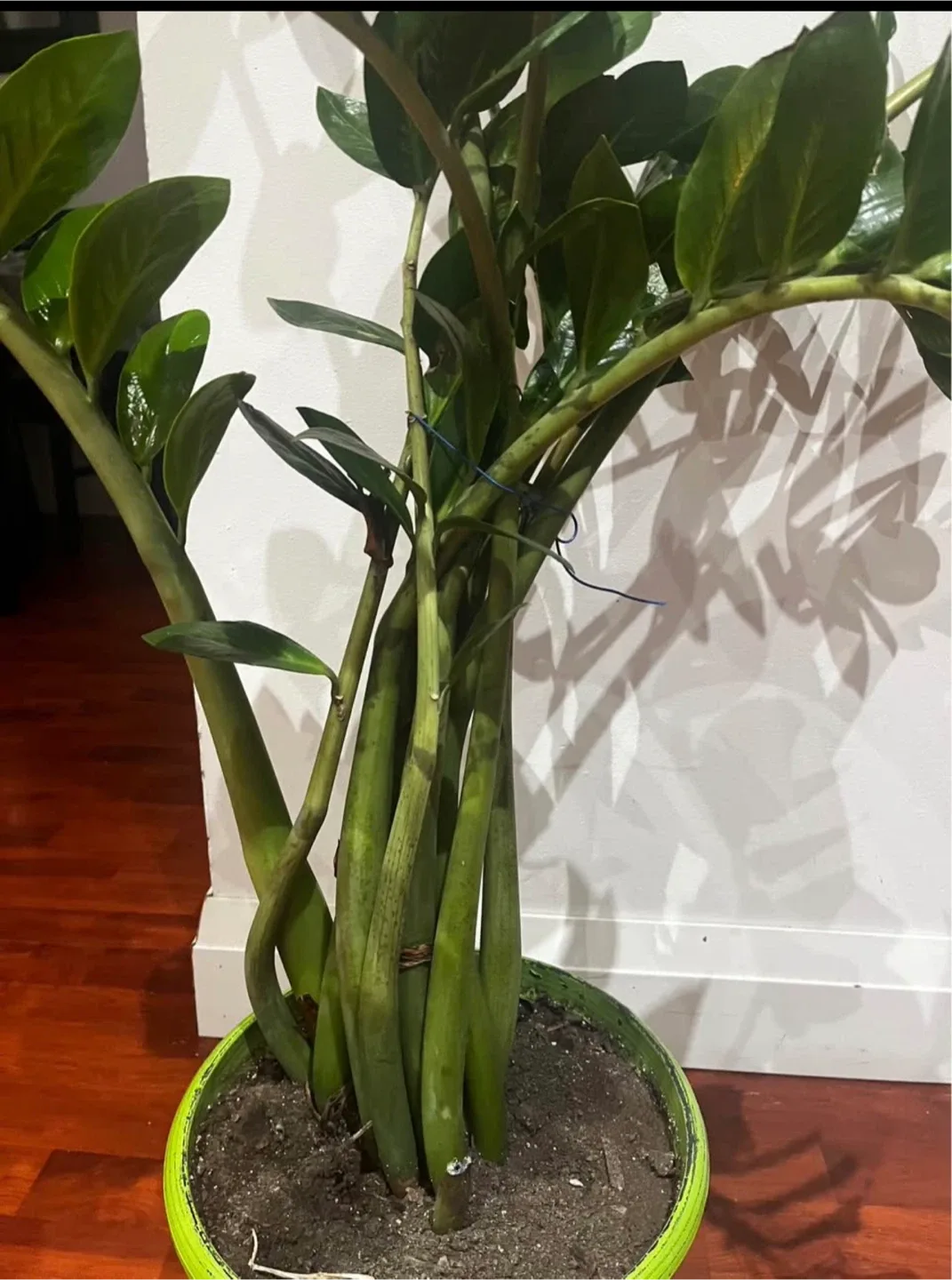 ZZ Plant image indicator(3)