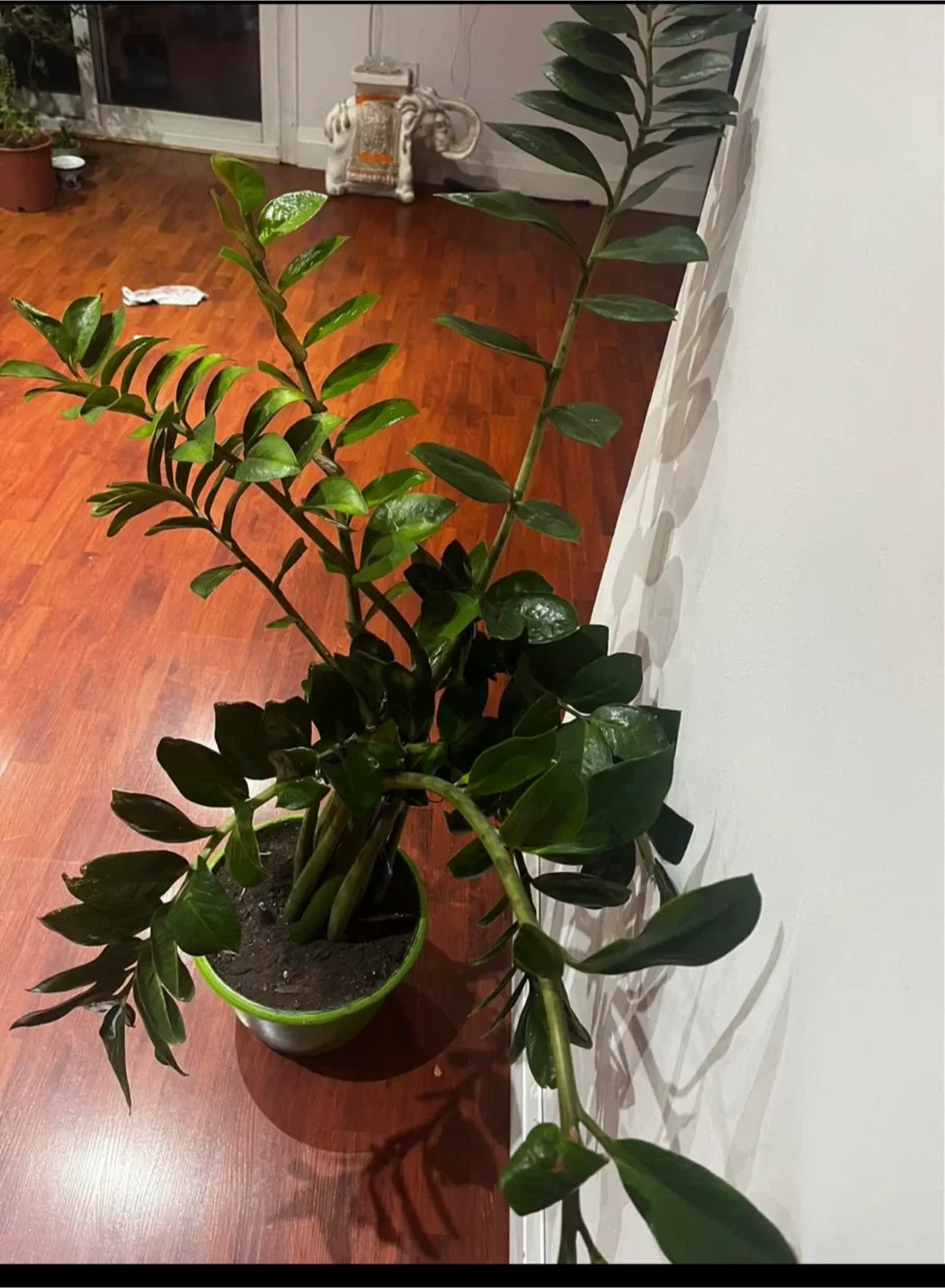 ZZ Plant image indicator(4)