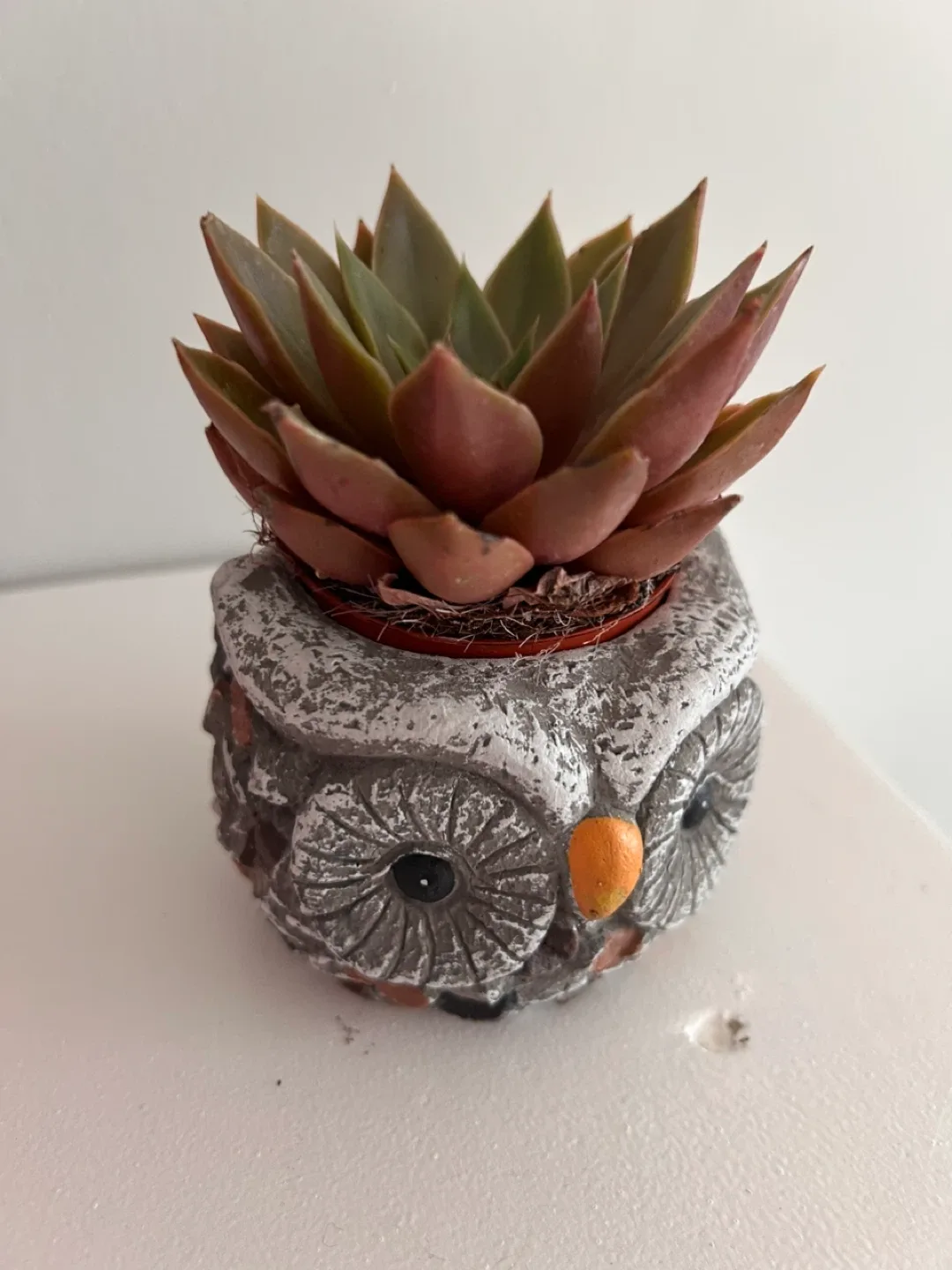 Owl Succulent Planter image indicator(2)