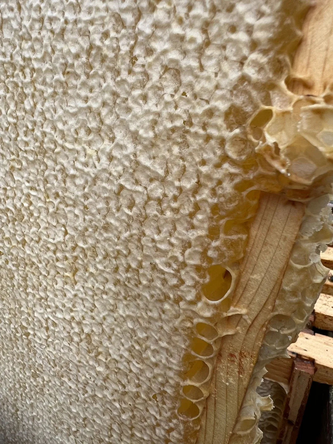 Raw, unpasteurized, local,  honey🍯- perfect hostess gift image indicator(5)