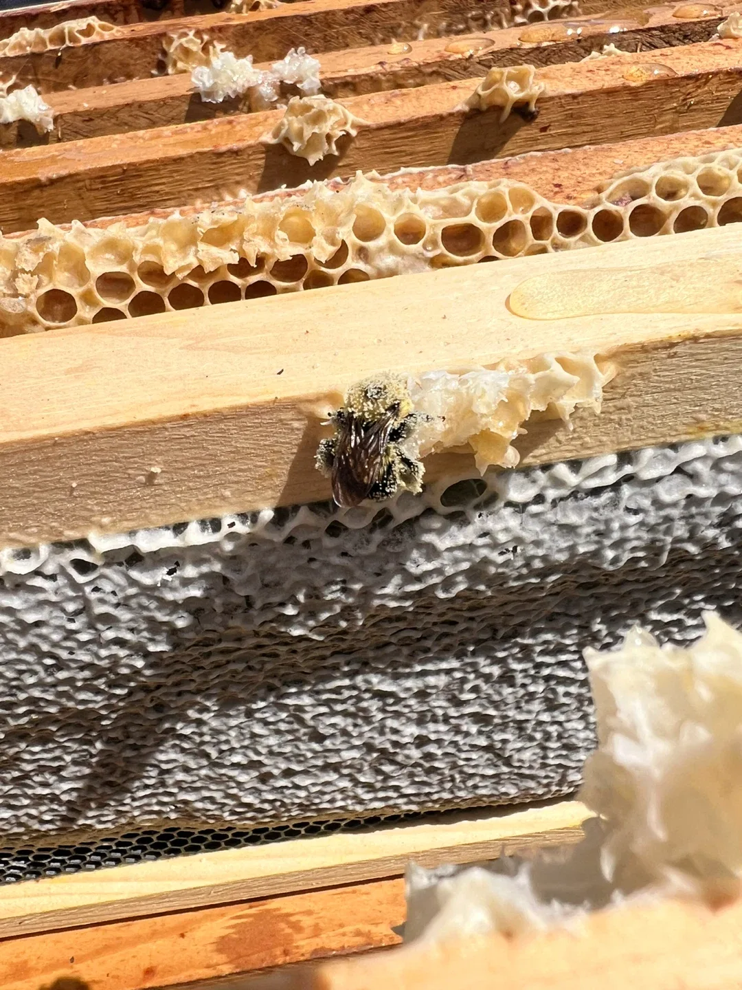 Raw, unpasteurized, local,  honey🍯- perfect hostess gift image indicator(6)