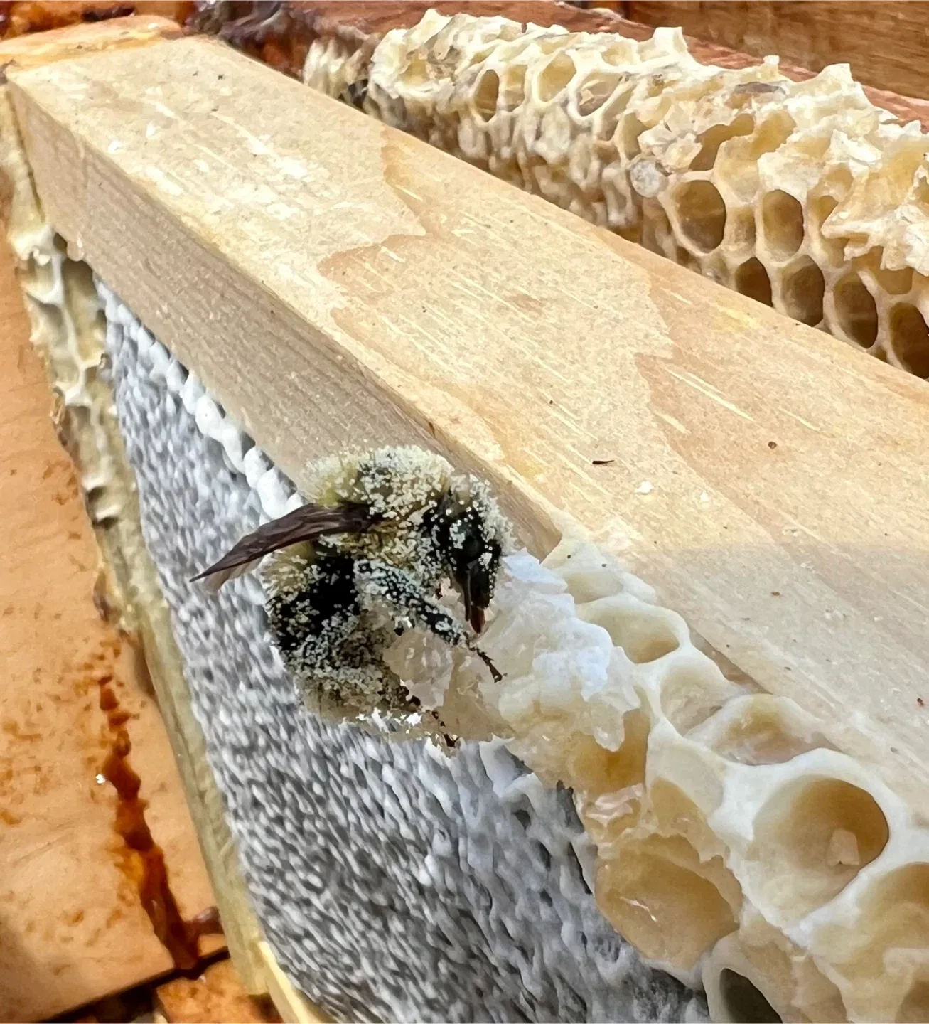 Raw, unpasteurized, local,  honey🍯- perfect hostess gift image indicator(7)