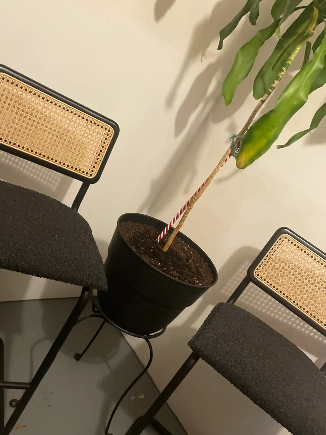 Set of 2 Bar Stools image indicator(2)