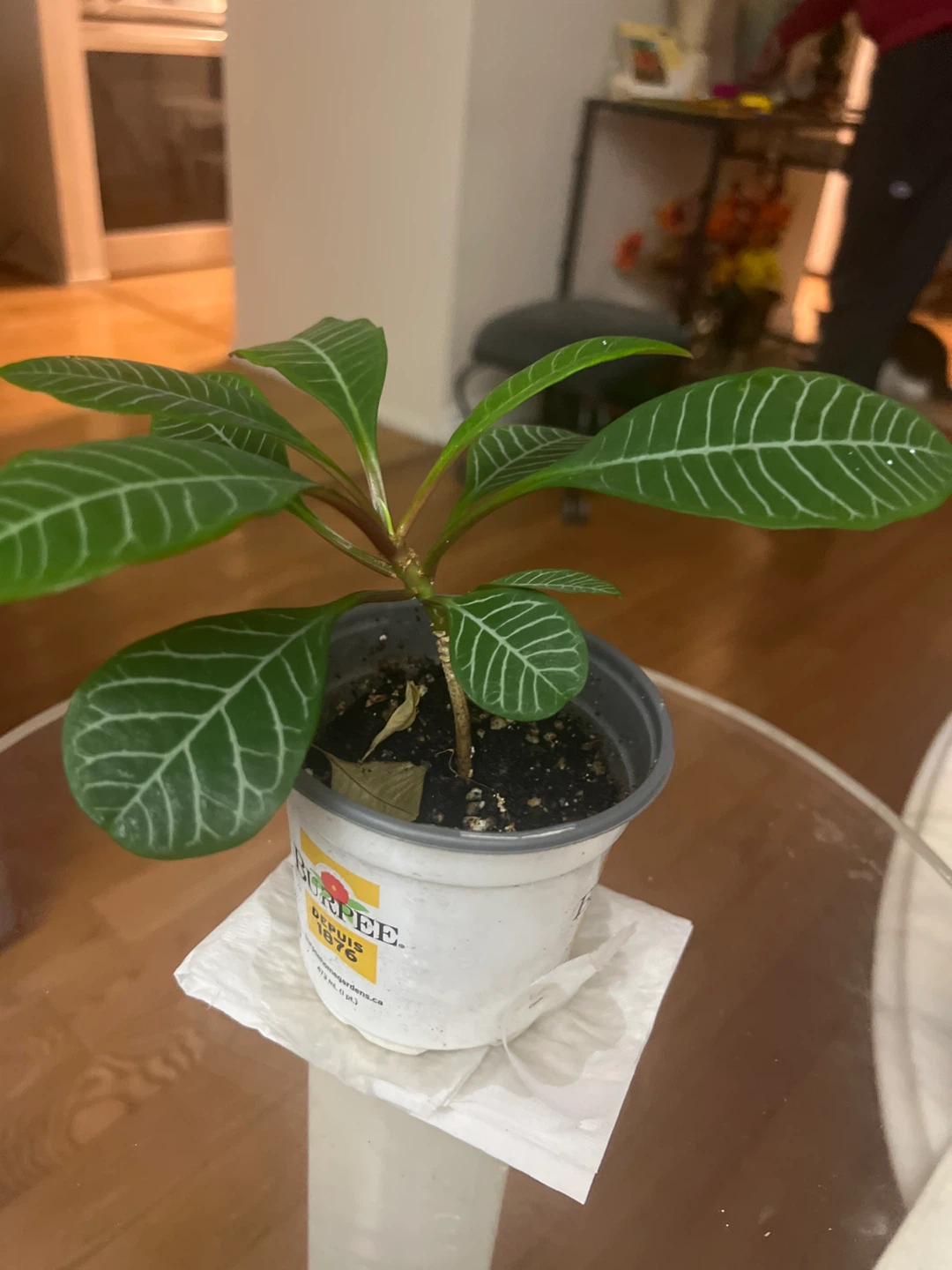 Potted Euphorbia Leuconeura Madagascar Jewel Plant