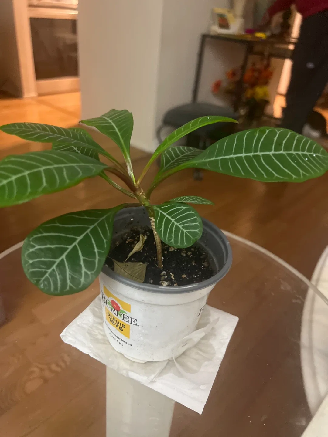Potted Euphorbia Leuconeura Madagascar Jewel Plant