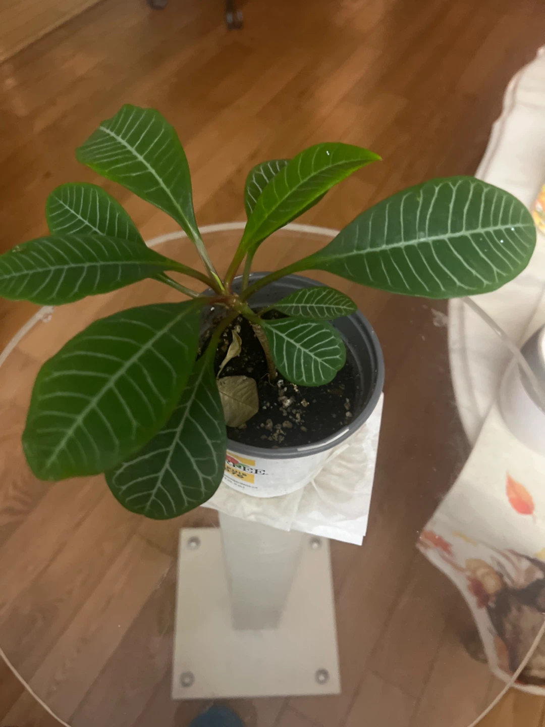 Potted Euphorbia Leuconeura Madagascar Jewel Plant - photo 2