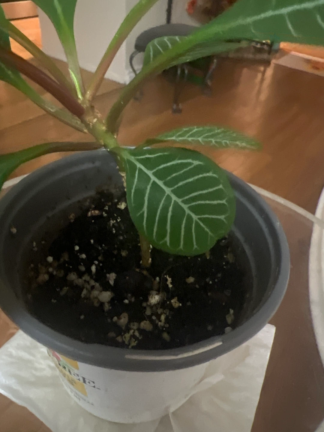 Potted Euphorbia Leuconeura Madagascar Jewel Plant - photo 3