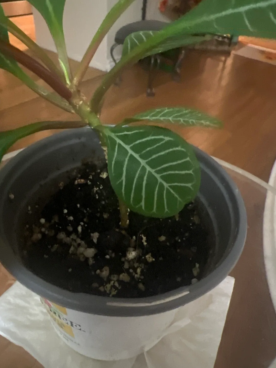 Potted Euphorbia Leuconeura Madagascar Jewel Plant image indicator(3)