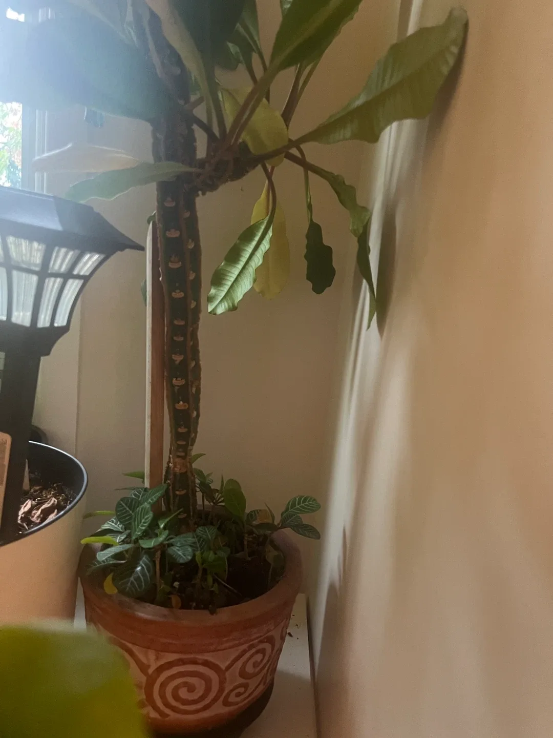 Potted Euphorbia Leuconeura Madagascar Jewel Plant image indicator(4)