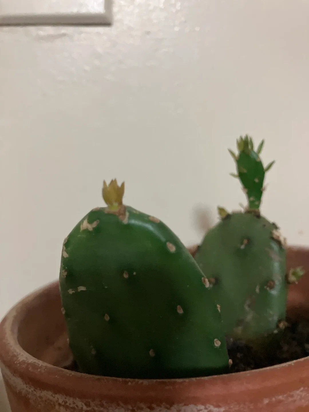 Eastern prickly pear cactus plant(Opuntia humifusa) image indicator(4)