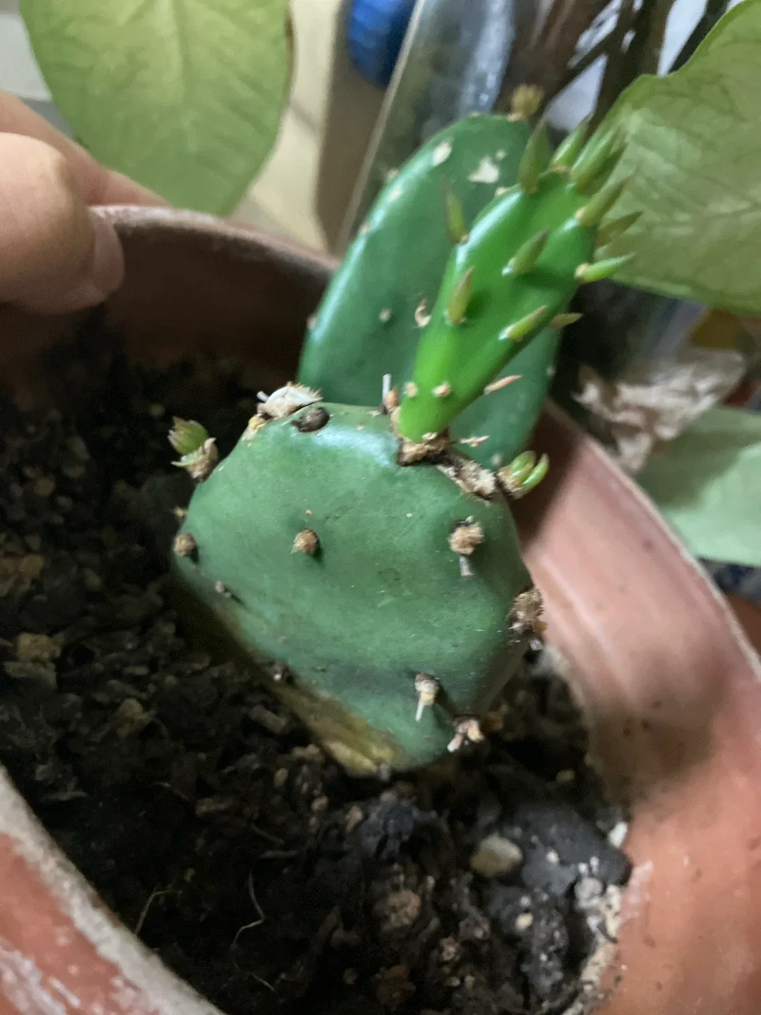 Eastern prickly pear cactus plant(Opuntia humifusa) image indicator(3)