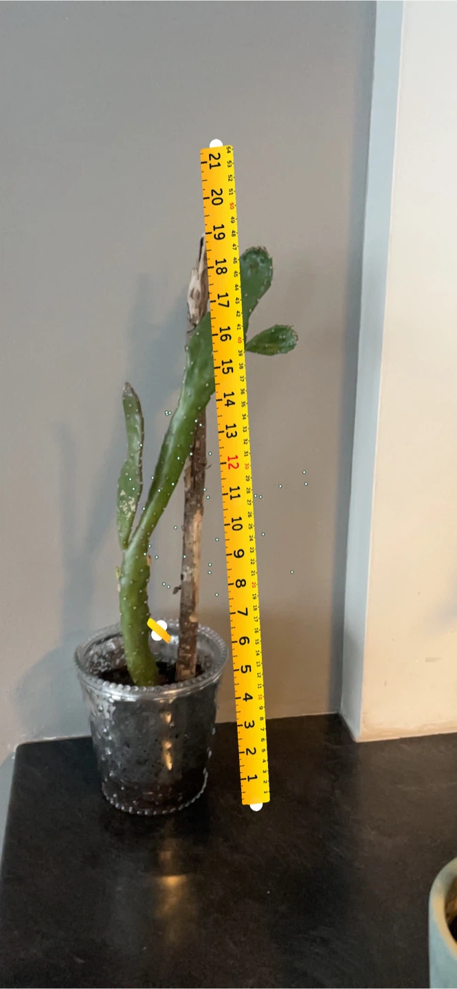 Potted Cactus - Approximately 21 Inches Tall