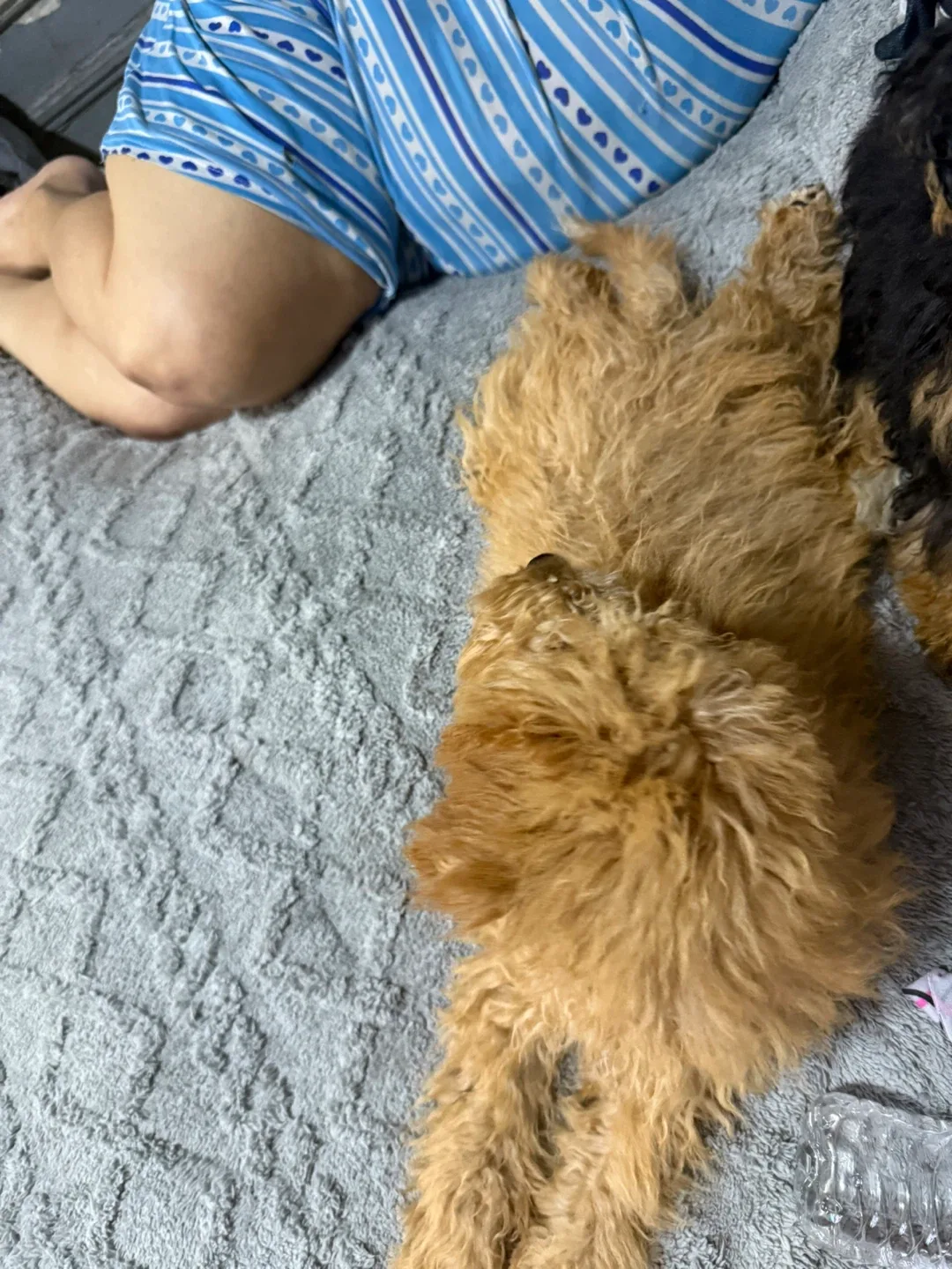 Golden doodle image indicator(3)