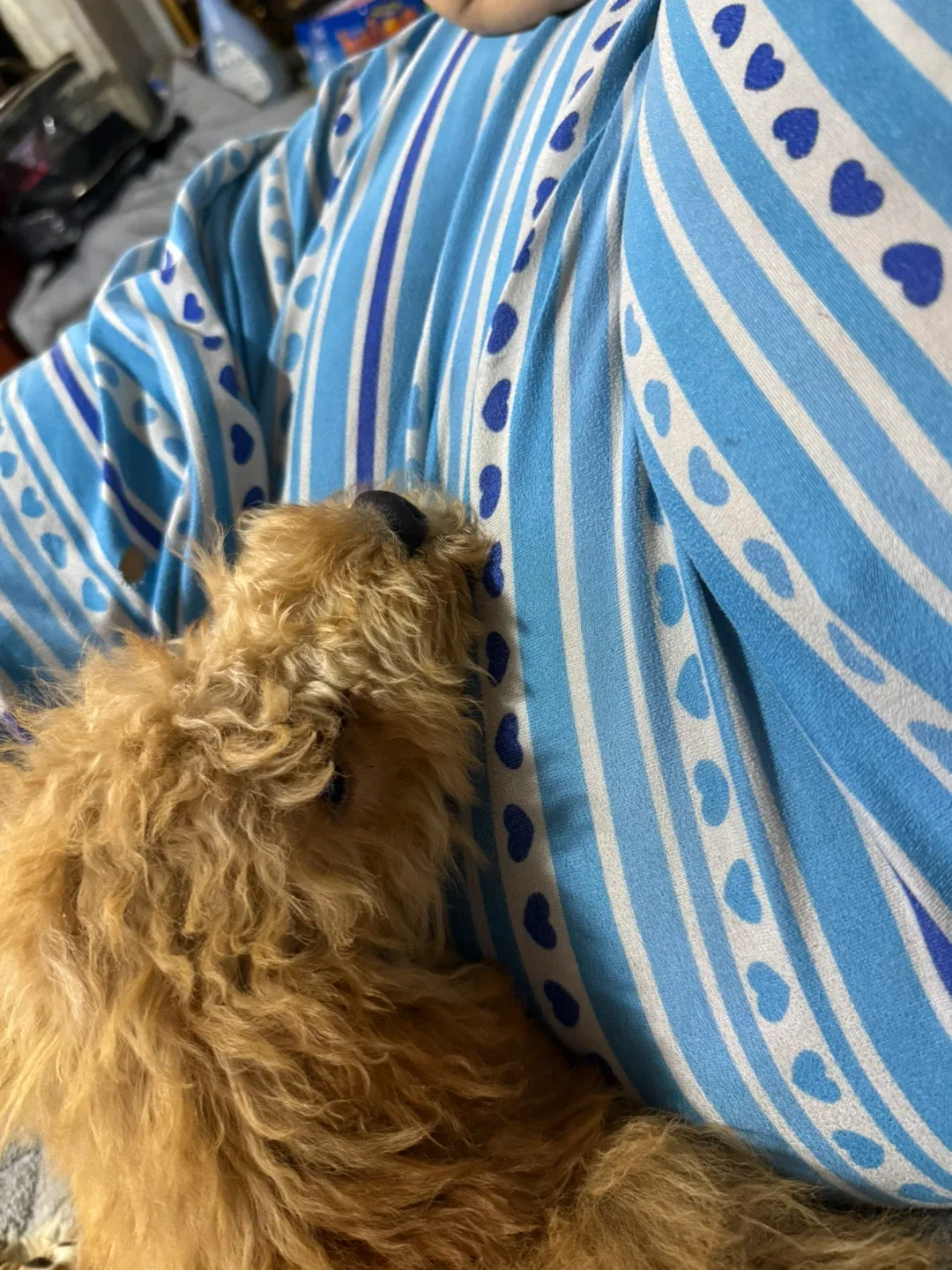 Golden doodle image indicator(4)