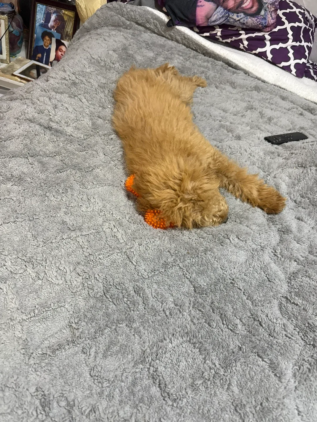 Golden doodle image indicator(2)