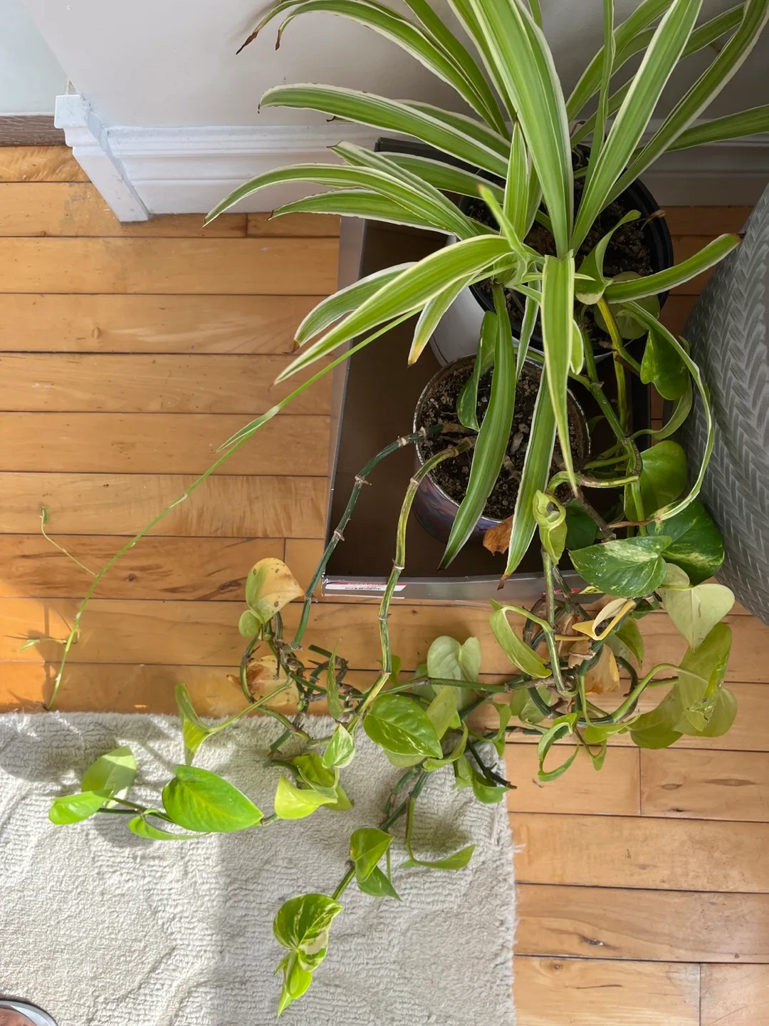 Potted Spider Plant & Golden Pothos