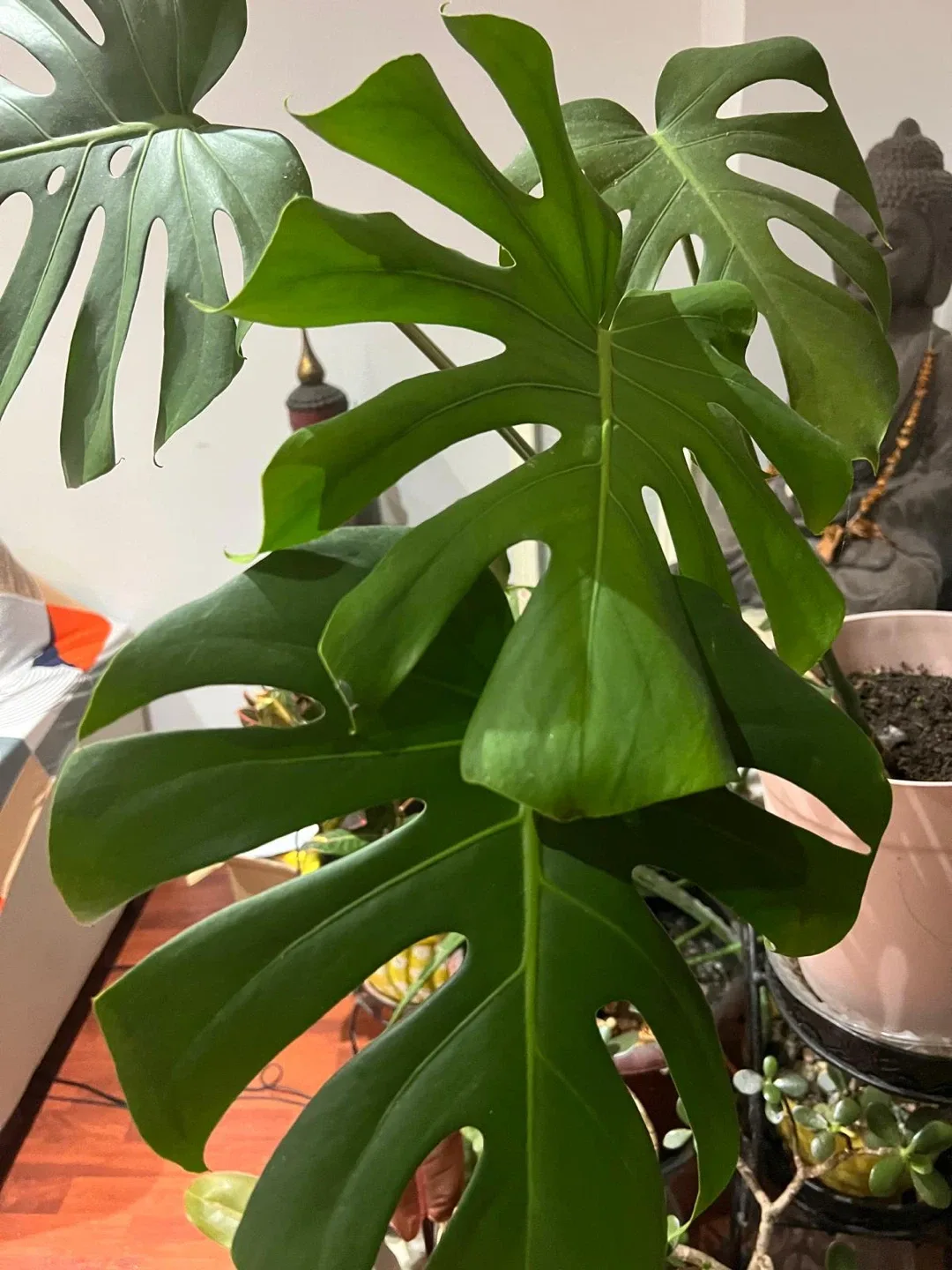 Variety of House Plants image indicator(3)