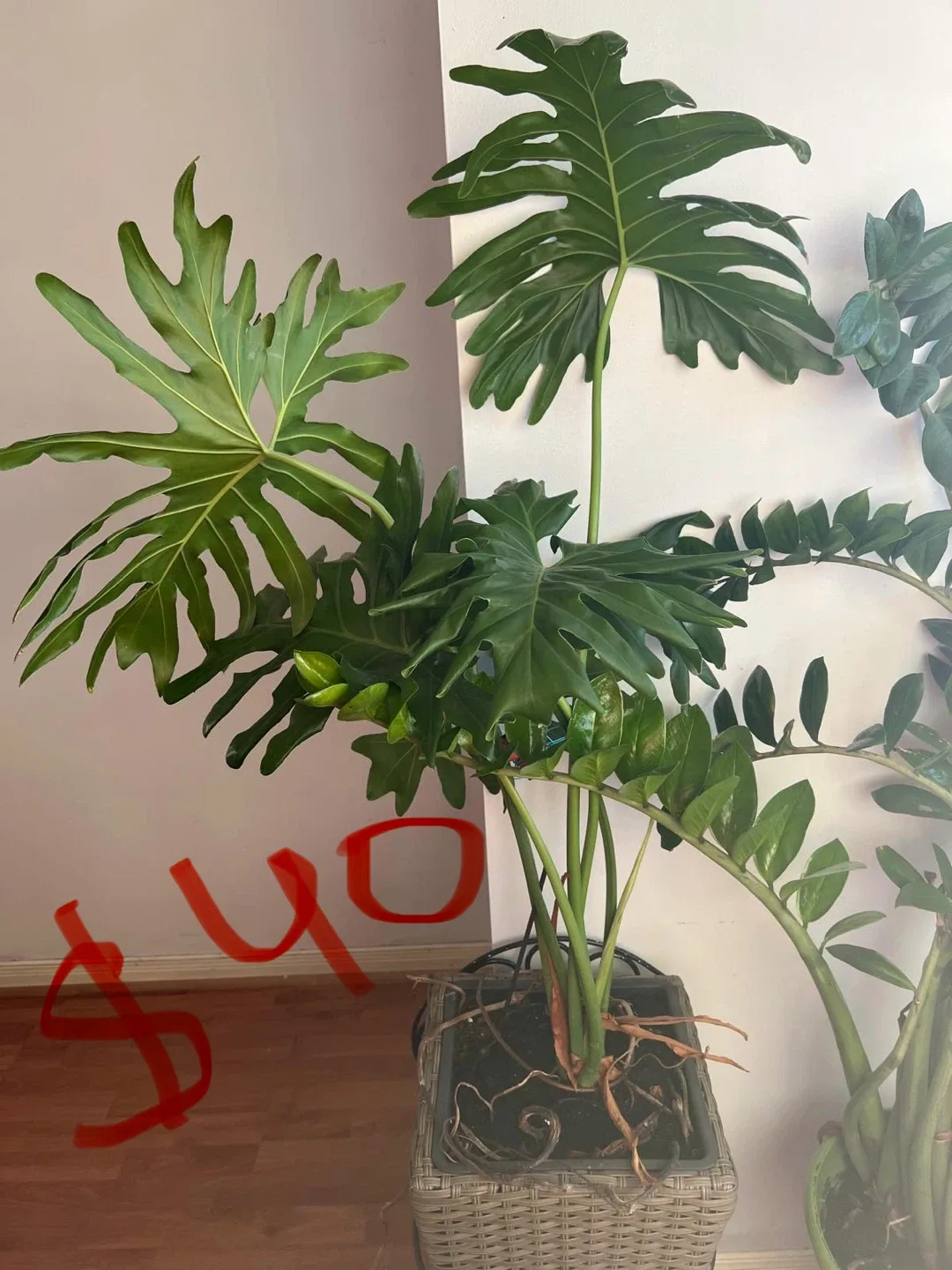 Variety of House Plants image indicator(5)