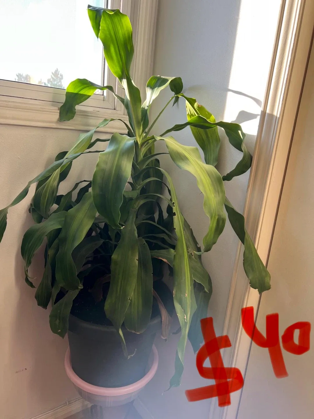 Variety of House Plants image indicator(2)