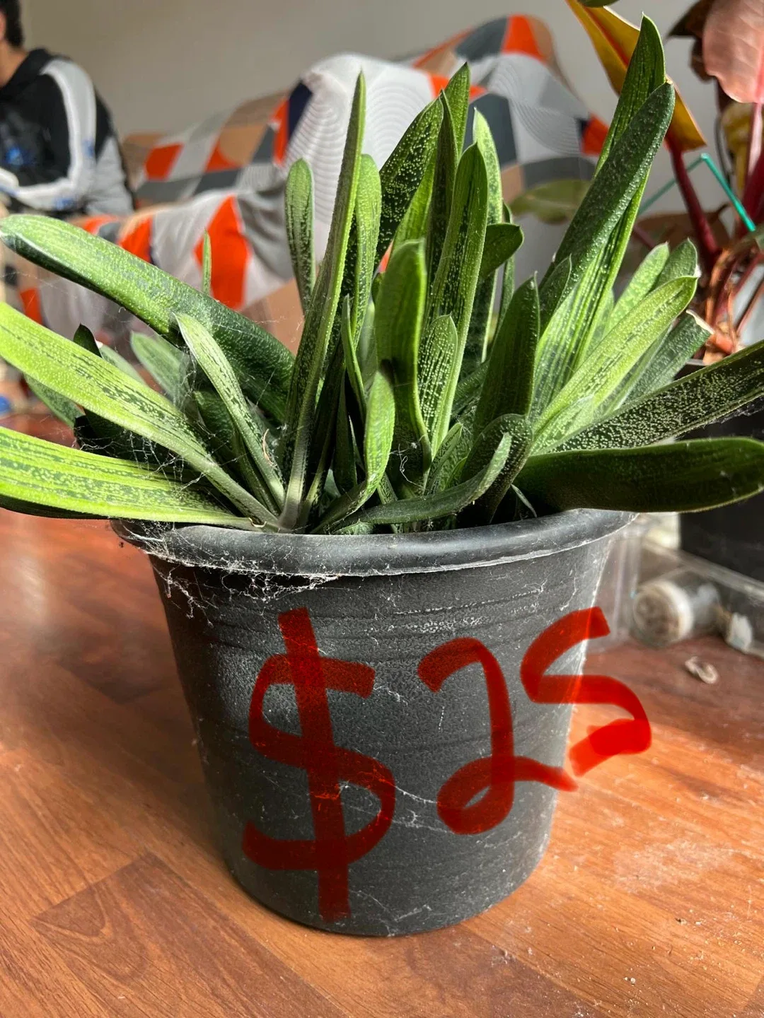 Variety of House Plants image indicator(4)