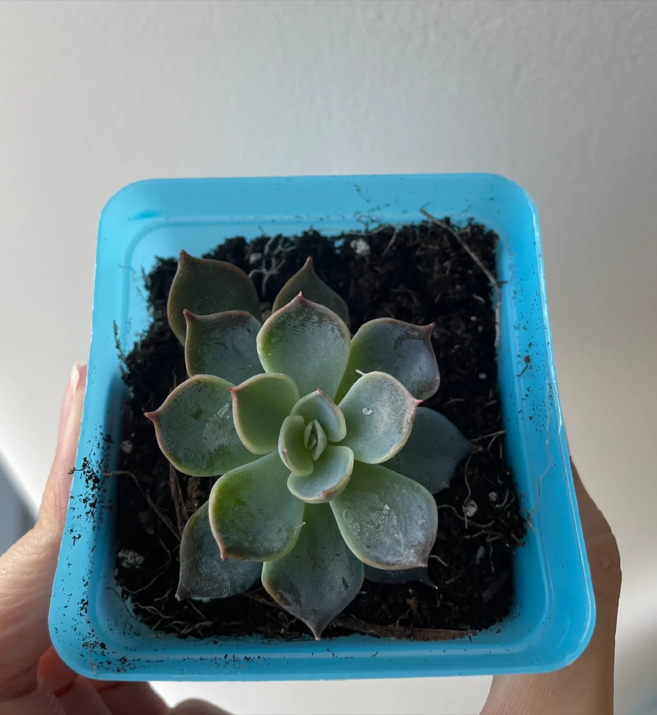 Potted Echeveria Succulent thumbnail