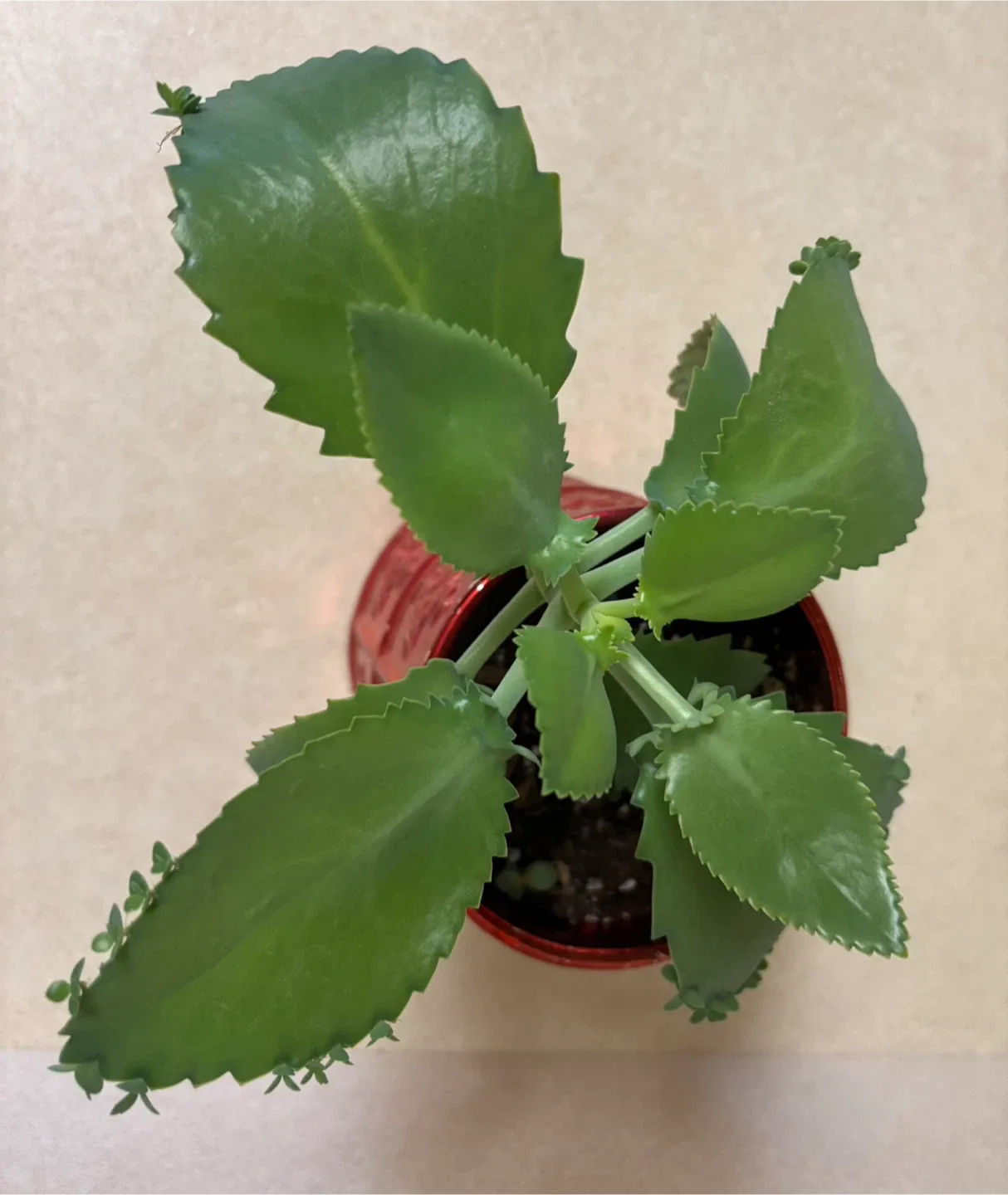 Mother of Thousands Plant in Red Pot image indicator(2)