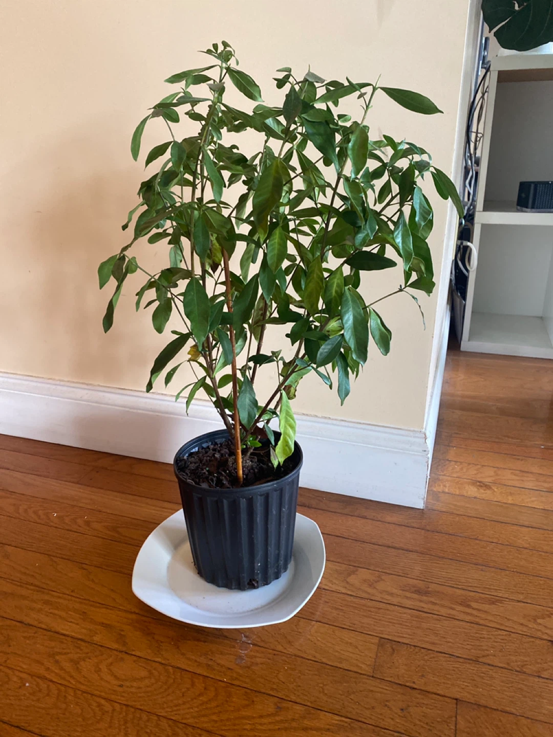 Gardenia Plant Needs a Healthy Home