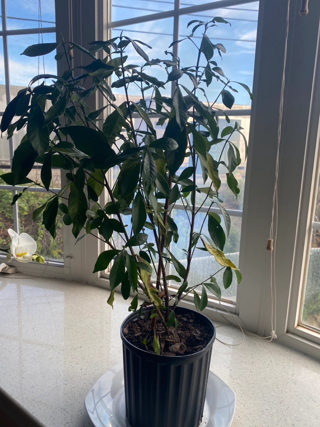 Gardenia Plant Needs a Healthy Home - photo 2